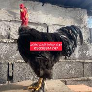 فروش یا معاوضه تعدادی گردن لختی میکس برهما لخت