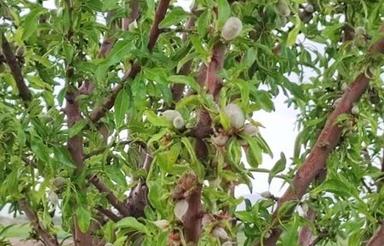 باغ درختان میوه با آور چند ساله سند تکبرگ