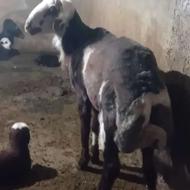 گوسفند نر قوچ تخمی پلنگی شیشک