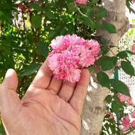 خدمات گل وگلدان وباغچه