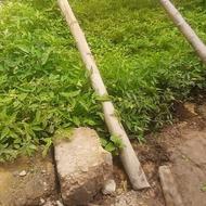 نشاگوجهفلفلبادمجانو....