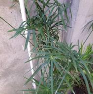گل مرداب مناسب حیاط