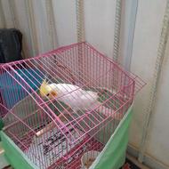 عروس هلندی نر