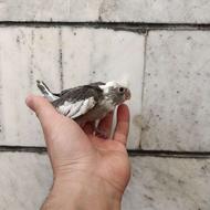 جوجه عروس هلندی