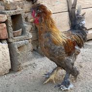 خروس سلطان اصیل