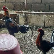 معاوضه عروس ولاری وکبوتر