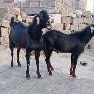 27عدد پاچن نر وا گوشتی دارم همه پاچن