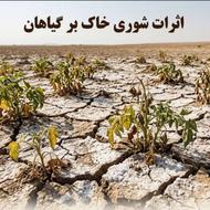 پکیج احیای نخلستان به روش ارگانیک