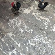 مرغ و خروس چینی جفت