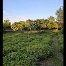خونه باغ لوکیشن زیبا