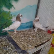 کبوتر.کفتر