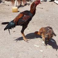 خروس لاری..