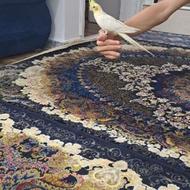 طوطی عروس هلندی لوتینو نر ساکت و بی سر و صدا رام