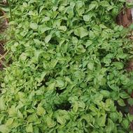 گوجه گیلاسی