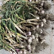 سیر محلی درشت و متوسط