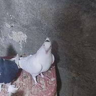 یک جفت کبوتر