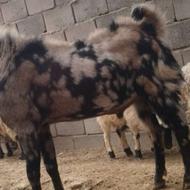 گوسفند فروشی