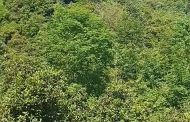 300 متر زمین ویو جنگل و کوه