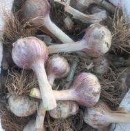 سیر محلی قرمز