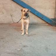 واگذار سگ کانگال ماده اصیل
