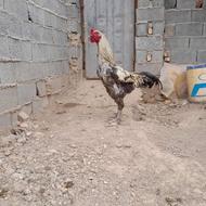 خروس دورگ لاری