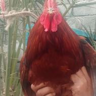 مرغ خانگی چاق چله جنگی