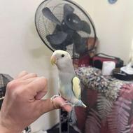 جفت مولد به شرت فول رام