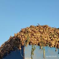 سیر درجه یک مغان