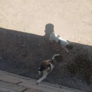 واگذاری توله سگ کوچک ناز