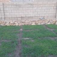 شیتیل گوجه فرنگی