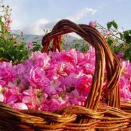 خریدار گل محمدی