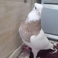 کفتر طوق زرد جفت نر