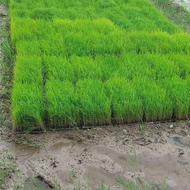 توم هاشمی اصلاح شده درجه یک