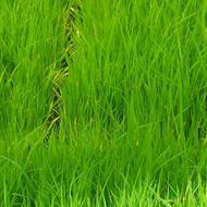 توم هاشمی اصلاح شده درجه یک