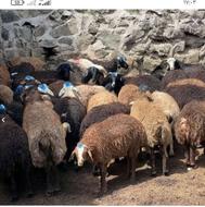 خریدار 25راس میش بره دار با وقت هستم