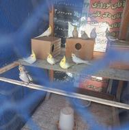 عروس هلندی سالم وسرحال