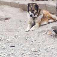 سگ گله ای ماده
