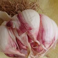 سیر محلی تازه
