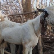 بز نر خوب برای عید قربان