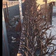 پخش مستقیم شاخ گوزنی به قیمت کارخانه