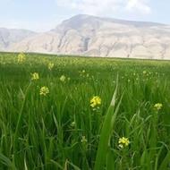 4500 متر زمین کشاورزی