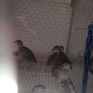 جوجه کبک 45 روزه