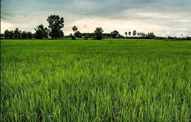 3500 متر زمین شالیزاری