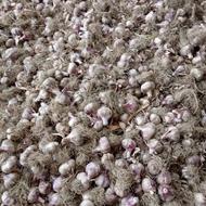 سیر محلی درشت و تازه چین