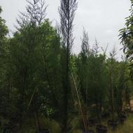 سرو ناز و زربین سطل 12