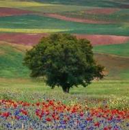 زمین اجاره ای کشاورزی