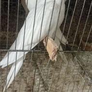 طوطی عروس معاوضه با جوجه غاز