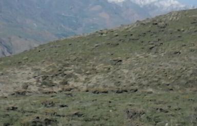 ملک کوهستانی مناسب نگهداری دام