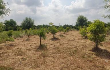 فروش زمین باغی