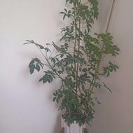 گل شفلرا طبیعی